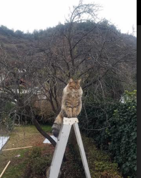 博卡计划加强心理素质与比赛韧性培养，博卡青年培养出的球星