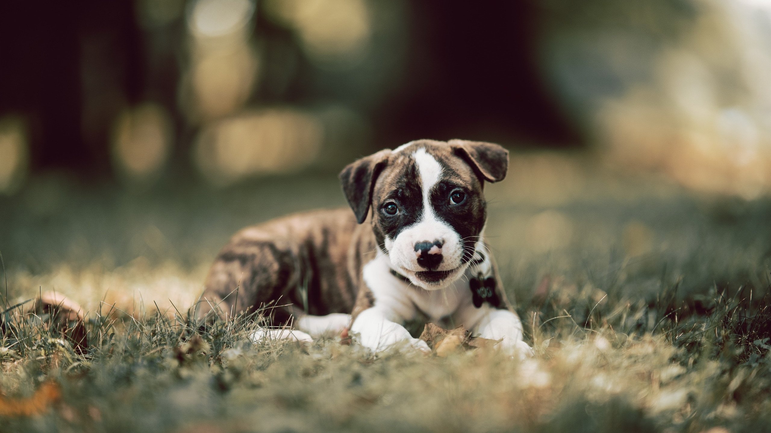 城市马拉松志愿者管理系统上线，马拉松志愿者报名官网