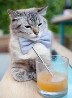 开云官网APP下载-“华金·托比利亚的速度与反应力，为美洲狮队提供强大防守保障”