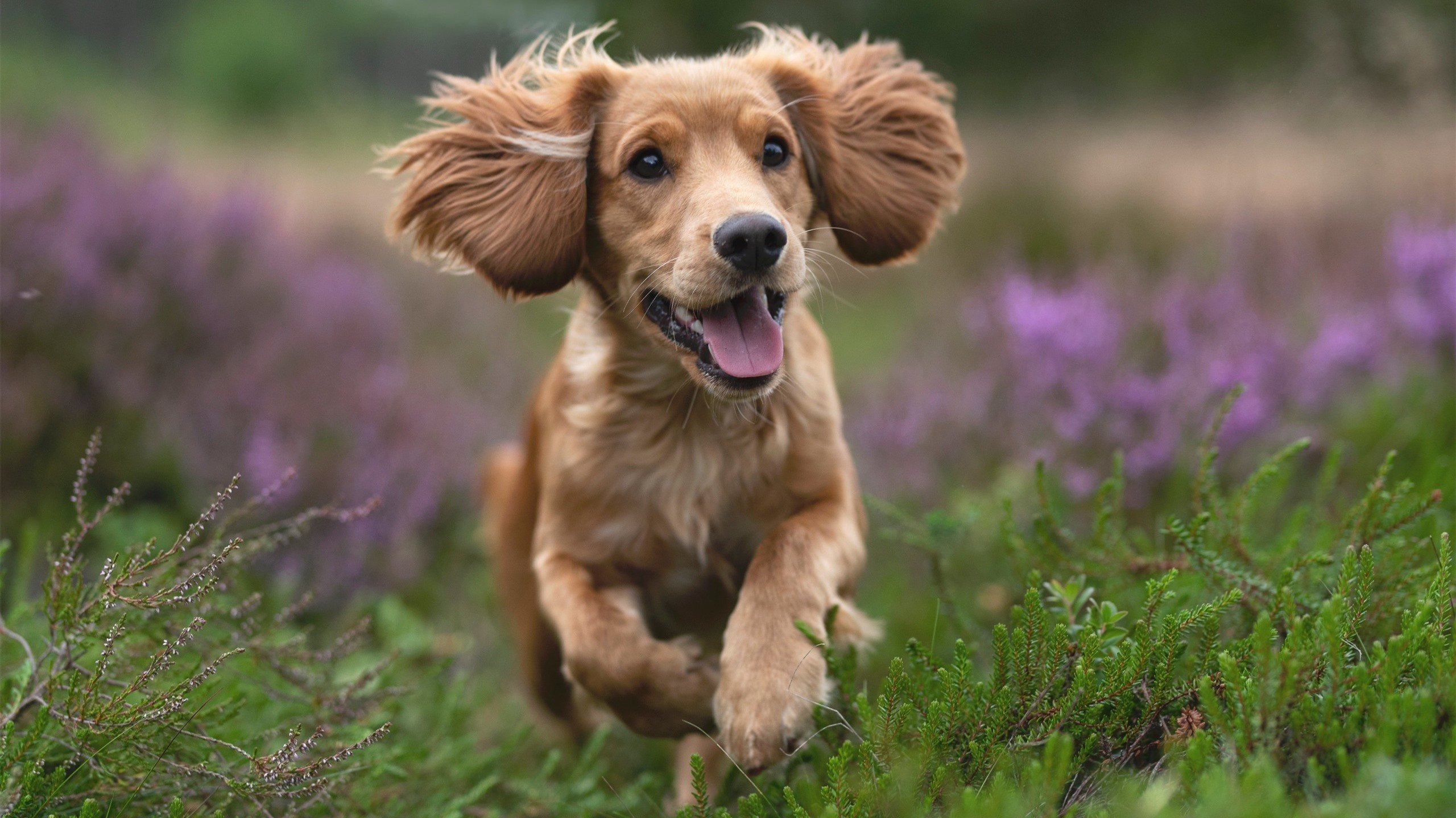 克莱尔·温斯坦状态在线 全力挑战自我，莱温斯基给克林顿