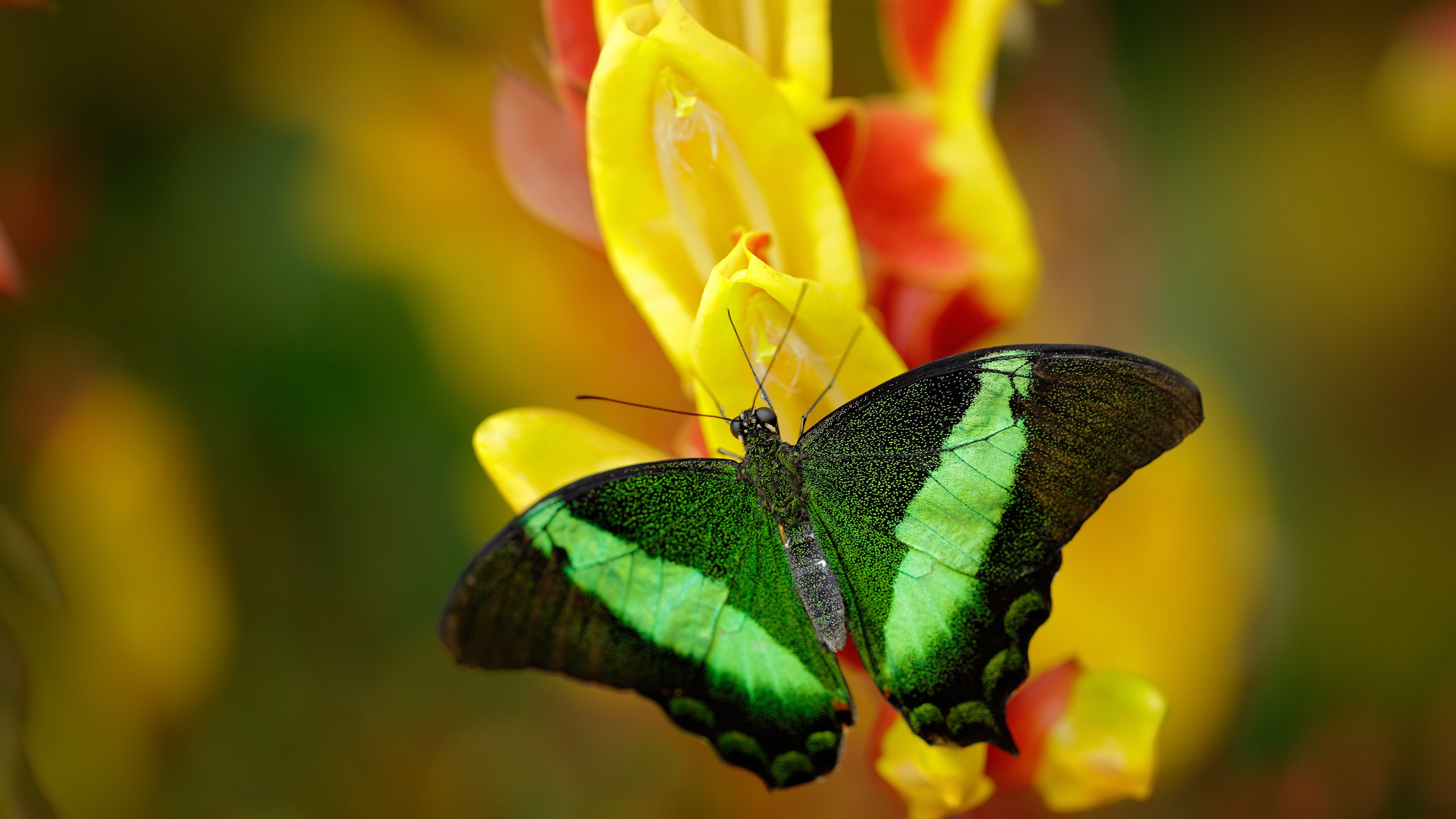 赞比亚男篮在非洲锦标赛中拼搏奋战，跨越历史新高，赞比亚球星
